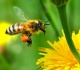 Ką daryti įgėlus bitei?