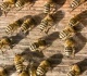 Bičių pikis - stipriausias natūralus antibiotikas