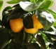 Kodėl mandarinus būtina pakišti po karštu vandeniu?