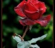 Kuo rožės naudingos sveikatai? 