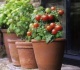 Pomidorų sodinimas į vazoną: ką reikėtų žinoti, kad sulauktumėte trigubo derliaus?