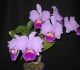 Kaip priversti orchidėją žydėti? 