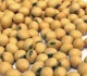 Ar reikia bijoti sojos ir jos produktų?