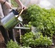 Pasikeitė į Lietuvą savo reikmėms įvežamų augalų ir jų produktų kiekiai