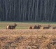 Laukiniai žvėrys suniokojo pasėlius. Ar turite teisę reikalauti žalos atlyginimo? 
