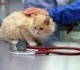 Veterinarijos klinika nuslėpė beveik trečdalį milijono litų pajamų