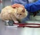 Veterinarijos įmonėje – juodoji buhalterija